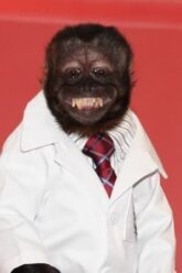 Crystal the Monkey