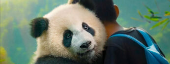 Moon, mi amigo panda