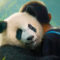 Moon, mi amigo panda