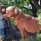 Mi amigo pony